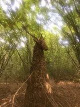 The Spirit of the Forest - Thumbnail 3