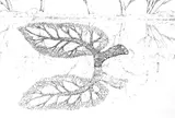 Dessins préparatoires - Miniature 22