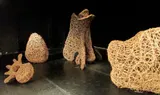 Vertèbres - Miniature 4